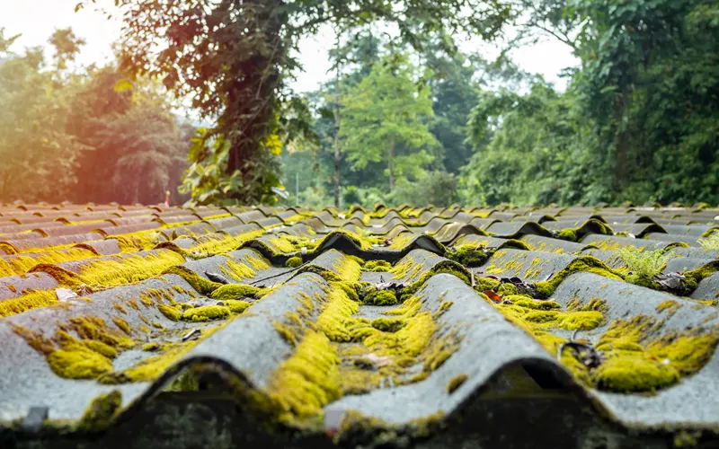 Vzdrževanje strehe - mah na strehi
